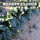 Fengming Yashi cold-resistant round-leaf spinach seeds four-season vegetable seed spinach winter-resistant spinach seeds 1000 capsules