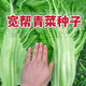 Sichuan Kuanbang green vegetable seeds, pickled pickles, sauerkraut, pickles, medium-ripe large-leaf autumn sown vegetable seeds, hot product impulse, Kuanbang green vegetable seeds, new this year, RNG9 original factory, 3 packs, about 3,000 grains