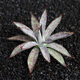 Zkhe Agave Topf Pflanze Blauwal Nin Krone verheißungsvolle Krone Takith Prinzessin Donner Sukkulente Pflanze Kombination Topf Pflanze Feng Thunder Gott Einzelkopf etwa 6 cm nackt Wurzel ohne Boden