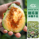 Shouhe Bingtangzi small melon seeds, tall pear-shaped melon seeds, early maturing four-season balcony potted seeds, Bingtang Prince melon seeds 80 seeds + 15 seedlings