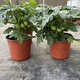 Tomato potted imported tomato seedlings with flowers and fruits, four-season tomato fruit flower seedlings, edible outdoor cherry tomatoes, small tomato potted with fruits shipped, two pots