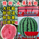 Wangyuanxing Daguomeidu Watermelon Seeds Resistant to Cracking Big Red Flesh Rock Sugar Kirin Super 8424 Crispy Sweet Watermelon Seeds 50g Can Daguomeidu 2 Cans