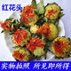 文枝西藏藏红花红花果泡水红花茶红花头茶整朵500克(一斤) 西藏红花果2500克(5斤)