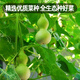 Fengming Yashi miniature gourd seeds Wenwan gourd seeds balcony courtyard four-season planting hand-twisted small gourd seeds 10 capsules
