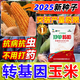 Strong Man Genetically Modified Corn Seeds Resistant to Corn Borer, Double Cobs, Low Stems, Lodging Resistant, Disease Resistant, Hard Large Cobs, Corn Seeds, Genetically Modified Super Resistant, 4300 capsules
