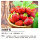 Strawberry seedlings shipped from original soil, flowering and big fruit, cream strawberry seedlings for four seasons, wholesale of current year fruit plug seedlings, 6 Suizhu strawberries, shipped from original soil + fertilizer