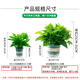 Green Intentional Pothos Potted Plants Formaldehyde Removal Indoor Flower Plants Pothos Wholesale Office New House Decoration Purifies the Air 180 White Roman Column Pothos 4 Pots + 1 Pot + 10 Fertilizer Delivered with Pots and Soil