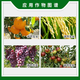 Qibao American Qibao 20% gibberellic acid 920 plant growth regulation grape jujube tree citrus growth regulation 1g 1g