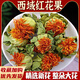 北京同仁堂原料精选西藏红花果中药材红花头番整朵红花泡水泡酒 [精选]红花果250g