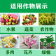 Chrysanthemum agent plant Chrysanthemum chrysanthemum general flowers and trees narcissus flower succulent paclobutrazol chrysanthemum multi-effect 40ml