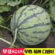 Changgong 8424 Rock Sugar Kirin Watermelon Seed Sweet King High Yield Kirin Lazy Man Seedless Giant Watermelon Four Seasons Fruit Seed Xinjiang 8424 Watermelon 1.5g, about 30 seeds