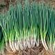 
Northern Vegetable Vegetable Seeds Collection Balcony Four Seasons Sowing Rapeseed Wholesale Family Planting Academy of Agricultural Sciences Seed Summer Four Seasons Chive Seeds 1050 Pieces/Bag