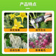 Quanfeng 98% Aminobutanol Original Powder DA-6 Improves Chlorophyll, Drought and Cold Resistance, Flower Preserving and Fruit-Promoting Plant Growth Regulator 1000g*5 Bags