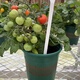 Tomato potted imported tomato seedlings with flowers and fruits, four-season tomato fruit flower seedlings, edible outdoor cherry tomatoes, small tomato potted with fruits shipped, two pots