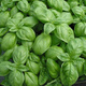 Basil seeds gold does not change potted edible gold does not change seeds Chaoshan nine-story tower high balcony potted plants for spring and autumn sowing Basil gold does not change seeds original 5 packs about 1300 capsules++