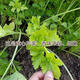 Four seasons yellow celery seedlings with soil seedlings with roots small parsley seeds celery balcony garden vegetable seeds yellow celery/seedlings 30