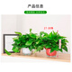 Shuangmeng green radish potted plant formaldehyde removal office new house air purification 180 white water-absorbing basins 4 basins straight from the source