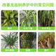 Devodo dragon blood tree special plant nutrient solution 2.5L gardening green plant flower potted flower fertilizer hydroponic planting foliage fertilizer