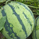 Beishu 8424 watermelon seeds seedlings Kirin sweet crisp fruit seeds 8424 watermelon seeds about 30 pieces