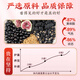 北京同仁堂亚麻籽无花果茶养雌茶黄体酮茶种子循环茶黑豆黑枸杞桑葚茶150g