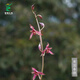 Wengyuan orchid ink orchid old species Nanguo Chunxiao flowers and leaves double art strong fragrance type diligent flowers and buds red flowers and green round potted plants Nanguo Chunxiao 1 seedling large strong seedling simple pot soil