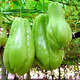 Chayote seeds, early maturing extra large chayote vegetable seeds, climbing vine saplings, potted perennial golden melons, 100% new goods, chayote seeds, exquisite products, 2 packs of about 50 pieces