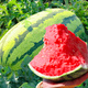 Beishu 8424 Watermelon Seeds Early-maturing Special Melon Fruit Lazy God No. 1 Lazy Man Watermelon Seeds 100g/barrel