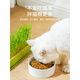 Cute cat grass potted soilless hydroponic fur ball lazy plant wheat seed seedling plate fur grass cat snacks large - hydroponic box fresh green + 5 packs of grass seeds 1 can