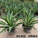 Qiuying Gold Agave Plantes en pot plantes succulentes Tigre Tiger Orchid Green Plantes and Flowers sont faciles à cultiver. Un agave à bords d'or mesure environ 20 à 22 cm de haut. Livré dans le sol d'origine (les plantes tolérantes à la sécheresse sont faciles à nourrir)