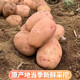 Really cheap red-skinned potatoes, plateau yellow-heart potatoes, red-skinned yellow-heart potatoes, vegetables and fruits, 5Jin Jin is equal to 0.5kg, large fruit, single fruit 150g+