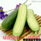 Chunzhiyun thornless fruit cucumber seeds Dutch imported fruit cucumber seeds small cucumber milk melon seeds Cayenne Cayenne thornless fruit cucumber original 1000 capsules