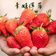 Strawberry seedlings shipped from original soil, blooming and big fruit, cream strawberry seedlings for four seasons, wholesale fruit plug seedlings for the current year, 12 Zhangji strawberries, shipped from original soil + fertilizer