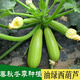 Zucchini seeds, high-yielding vegetable seeds, easy to grow in all seasons, family balcony potted vegetable seeds, cold-resistant and disease-resistant, heat-resistant and high-yielding zucchini seeds, 23 seeds or so, germination rate 95.4323%