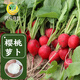 Fengming Yashi cherry radish seeds four seasons vegetable seeds balcony potted field planting aftertaste cherry radish seeds 10g