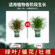 Devodo dragon blood tree special plant nutrient solution 2.5L gardening green plant flower potted flower fertilizer hydroponic planting foliage fertilizer