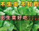 
Heat-resistant peacock seeds can be eaten raw in all seasons with high nutritional upright lettuce seeds pastoral potted salad lettuce [improved - 5,000 selected original seeds] not growing 869 peacock seeds (scattered to live) heat-resistant and easy
