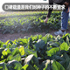 Fengming Yashi cold-resistant round-leaf spinach seeds four-season vegetable seed spinach winter-resistant spinach seeds 1000 capsules