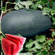 Dayu Lazy Man Watermelon Seed Seedlings Extra Large Suitable for Early Maturing Lazy Man in the South 8424 Kirin Melon Meidu Seedless Fruits and Vegetables Big Fruit Black Beauty Watermelon Seeds 20 capsules 4-6kg