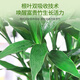 Green Hope Rich Bamboo Nutrient Solution Special Leaves Yellow Bamboo Branch Water Culture Hydroponic Fertilizer Green Plant Potted Soil Culture Transfer Bamboo
