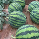 Wangyuanxing Daguomeidu Watermelon Seeds Resistant to Cracking Big Red Flesh Rock Sugar Kirin Super 8424 Crispy Sweet Watermelon Seeds 50g Can Daguomeidu 2 Cans