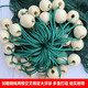 Yuxige fishing net fish pond fishing net pulling net scraping fish net seine net dragging fish net 2-finger partition clear pond net holding net partition net 2 meters high 15 meters long 2 fingers thick 9 strands weighted pendant