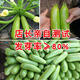 Zucchini seeds, high-yielding vegetable seeds, easy to grow in all seasons, family balcony potted vegetable seeds, cold-resistant and disease-resistant, heat-resistant and high-yielding zucchini seeds, 23 seeds or so, germination rate 95.4323%