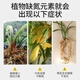 Urea quick-acting nitrogen fertilizer for vegetables, agricultural vegetables and flowers, household potting general flower fertilizer fertilizer 100 Jin Jin equals 0.5 kg 2 Jin Jin equals 0.5 kg Urea high purity ultra-long fertilizer effect
