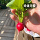 Fengming Yashi cherry radish seeds four seasons vegetable seeds balcony potted field planting aftertaste cherry radish seeds 10g
