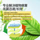 Guoguang 50% carbendazim fungicide orchid flower plant soil disinfection black spot white powdery leaf spot pesticide fungicide