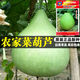 Edible gourd seeds, extra large gourd seeds, gourd seeds that can be used as water gourds, edible gourd seeds, original pack, about 20 capsules, ++ product
