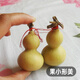 Fengming Yashi miniature gourd seeds Wenwan gourd seeds balcony courtyard four-season planting hand-twisted small gourd seeds 10 capsules