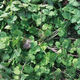 Old varieties of purple-rooted coriander, short-stemmed coriander, small-leaf, strong-flavor coriander seeds, four-season vegetables, purple-rooted, low-stem coriander, new species this year, original quality products, buy 3+2, get 5 packs, ++ products