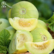 Dayu Japanese sweet melon seed seedlings seedlings melon seeds white skin honey sweet authentic old variety Japanese sweet seed 100 capsules 2 bags