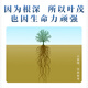 正山顶乌龙茶顶蓝凤凰单枞石古坪乌龙特级500g足火茶叶礼盒装畲族传承